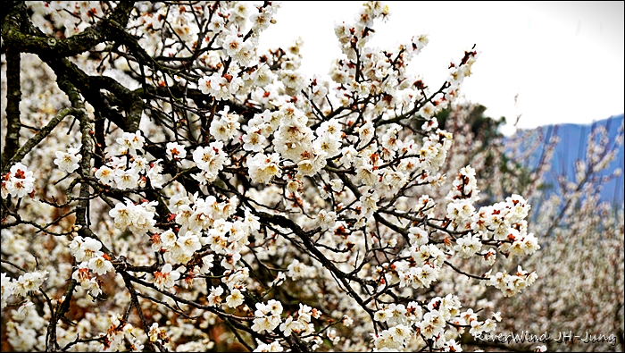 원동매하화 순매원
부산근교 원동매하화 순매원