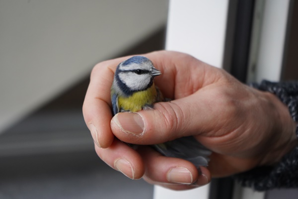 다친 동물 신고 야생동물구조센터