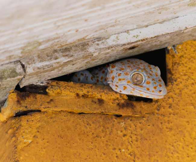 초보 집사를 위한 Tokay Geckos 의 모든 것