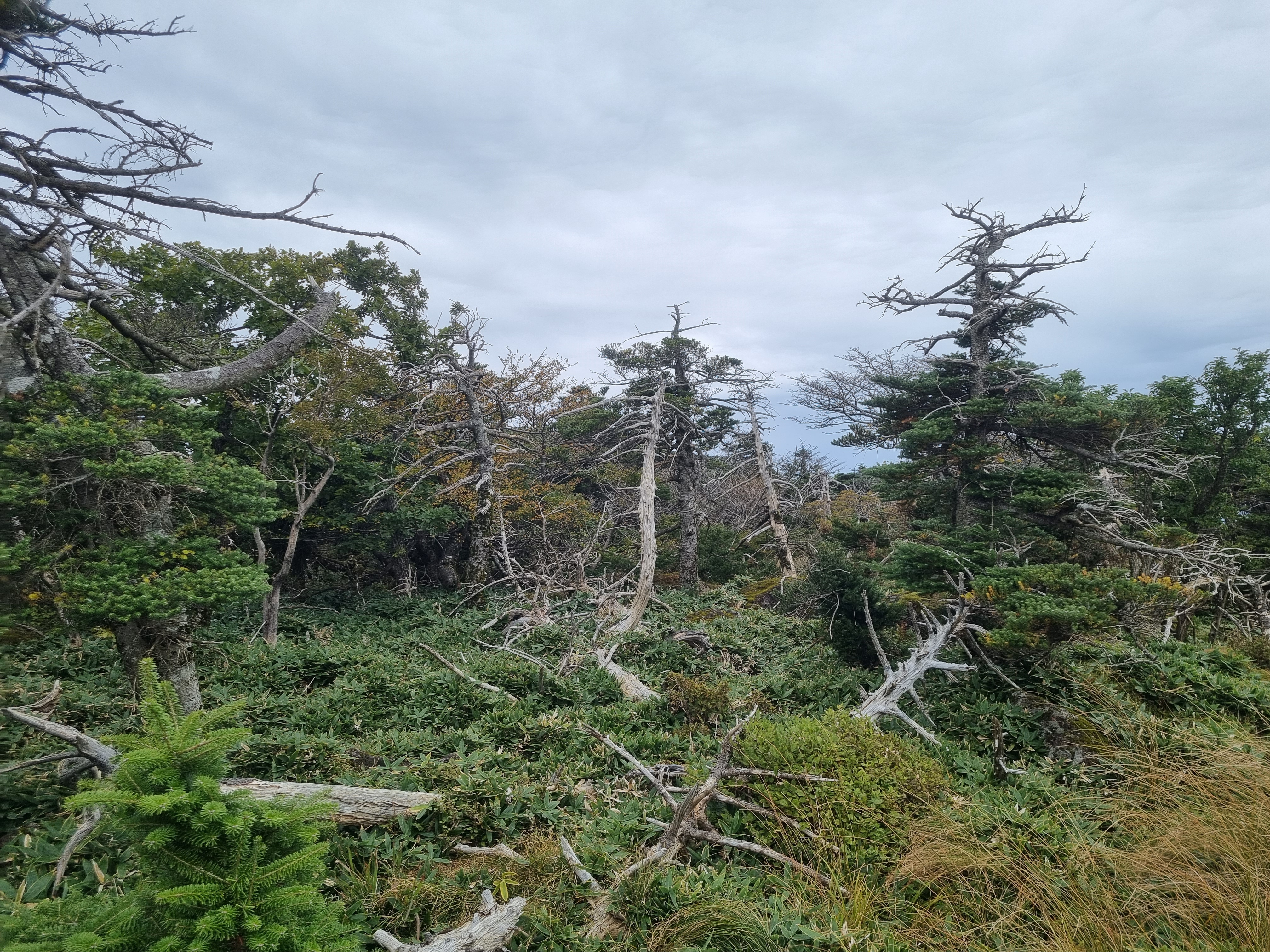 윗세오름 영실코스