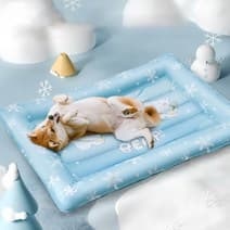 노령견을 위한 여름 건강템 추천