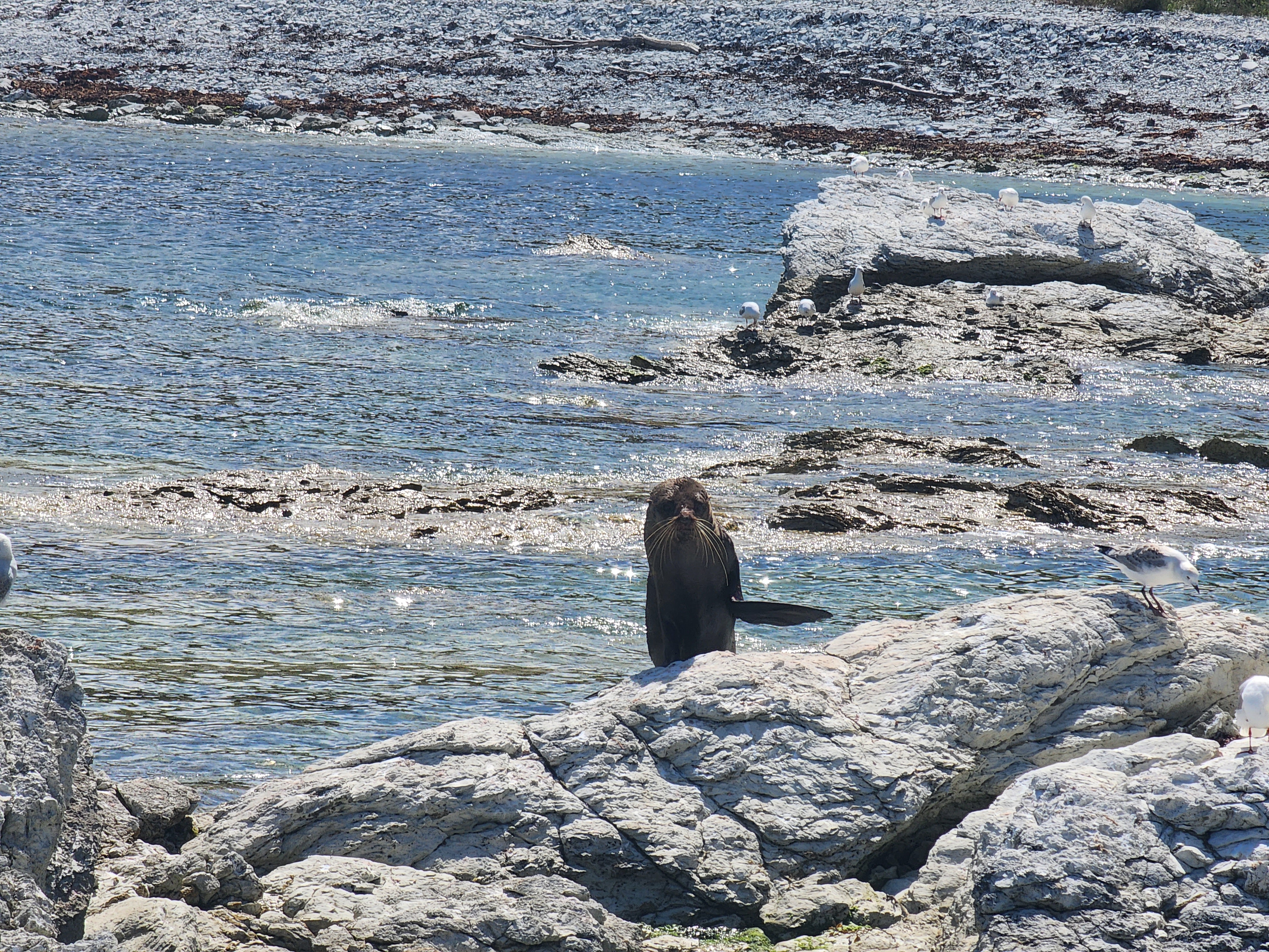 Kaikoura Peninsula Walkway