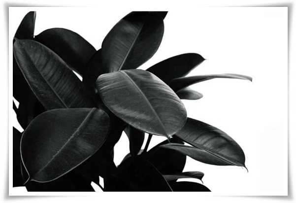 "고무나무 키우기" 실내 정원에 매력을 더하는 초록 친구!