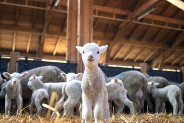 2024년 양띠 운세