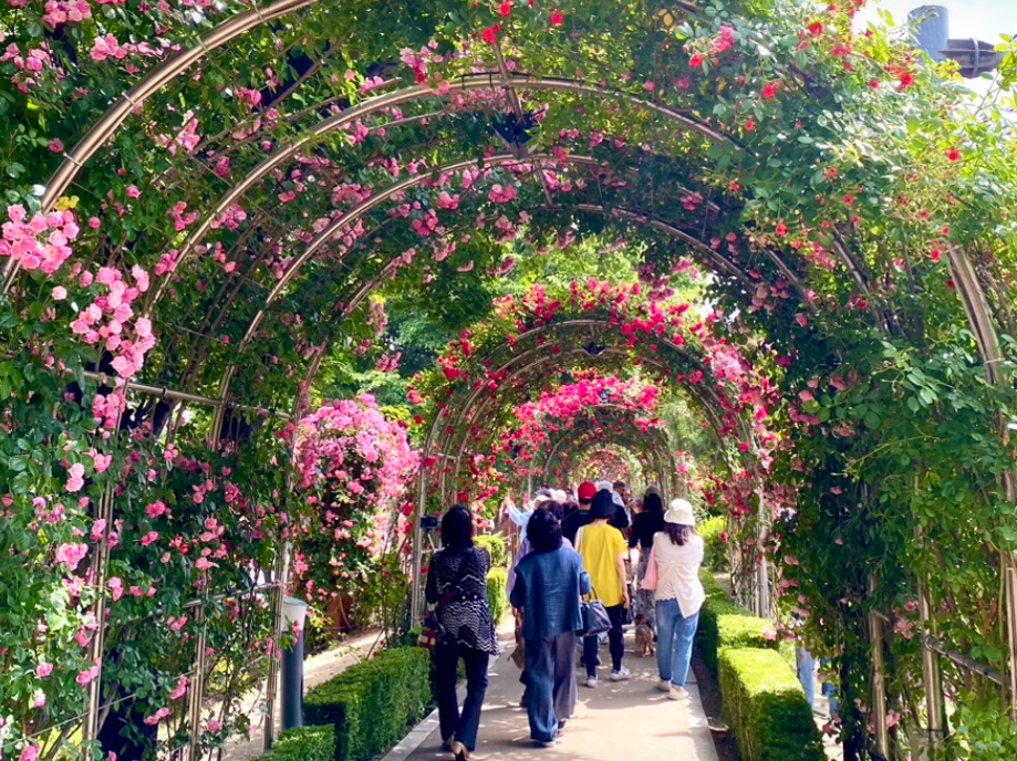 서울 중랑 서울장미축제