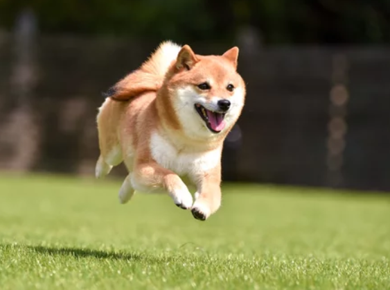 시바견/출처:어도비스톡