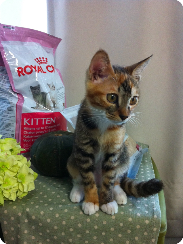 새초롬한 미묘 고양이 몽빼