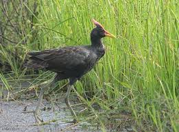 우드퍼드 뜸부기의 먹이 활동을 이렇게 이해했다