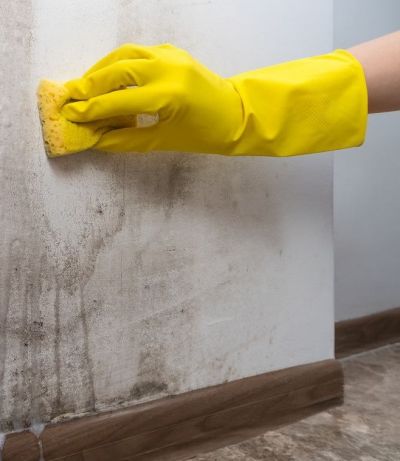 벽지 곰팡이 제거