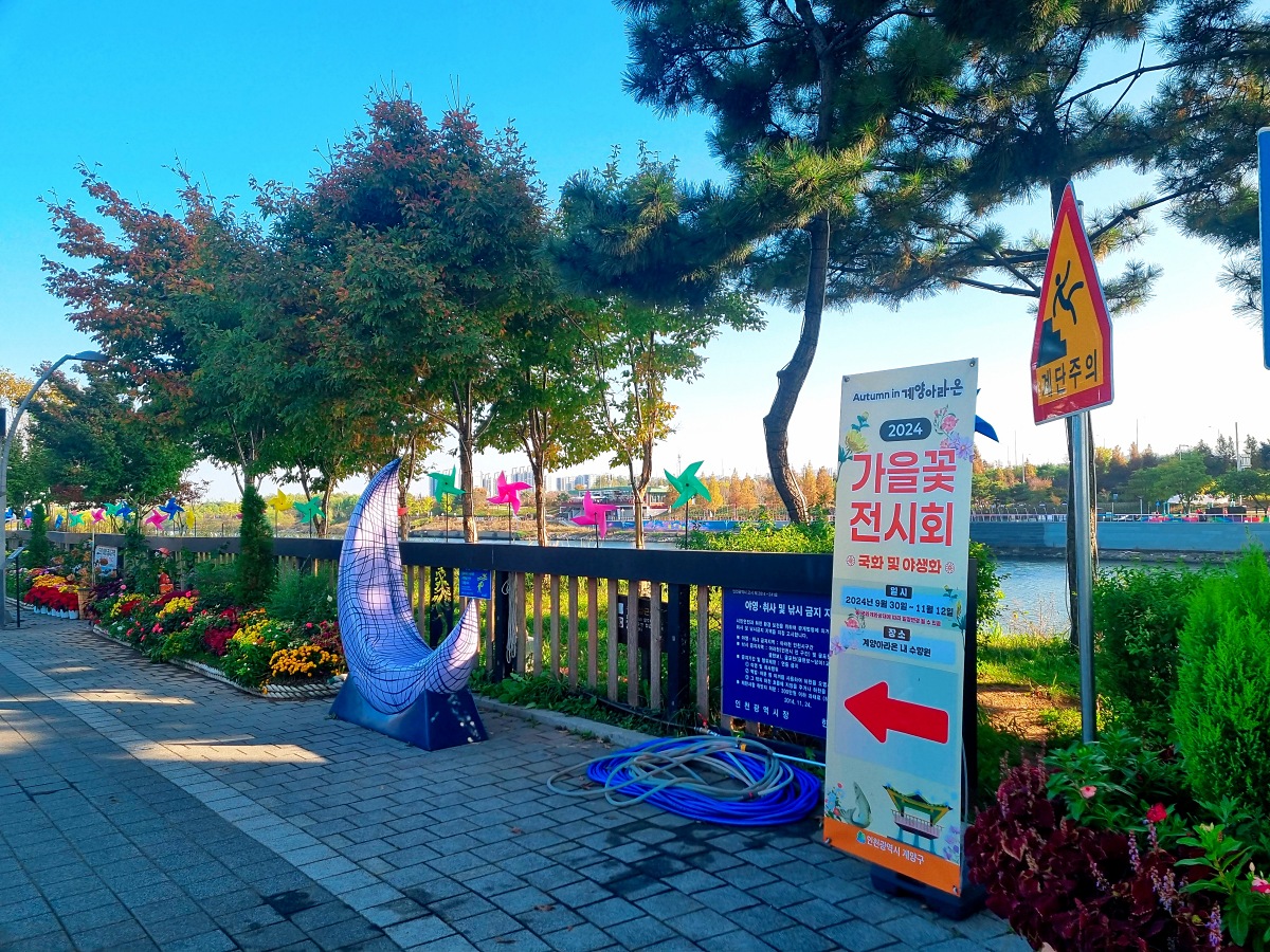 2024 인천 계양 아라온 가을꽃 전시회, 국화 축제(~11.10.): 야경, 아라뱃길, 전통놀이 체험