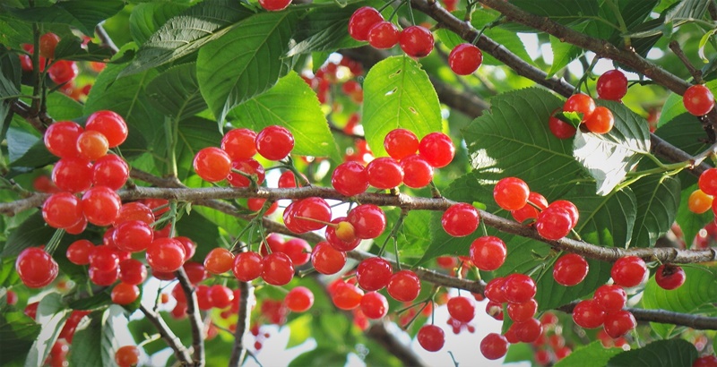 앵두나무에 가득 열린 앵두