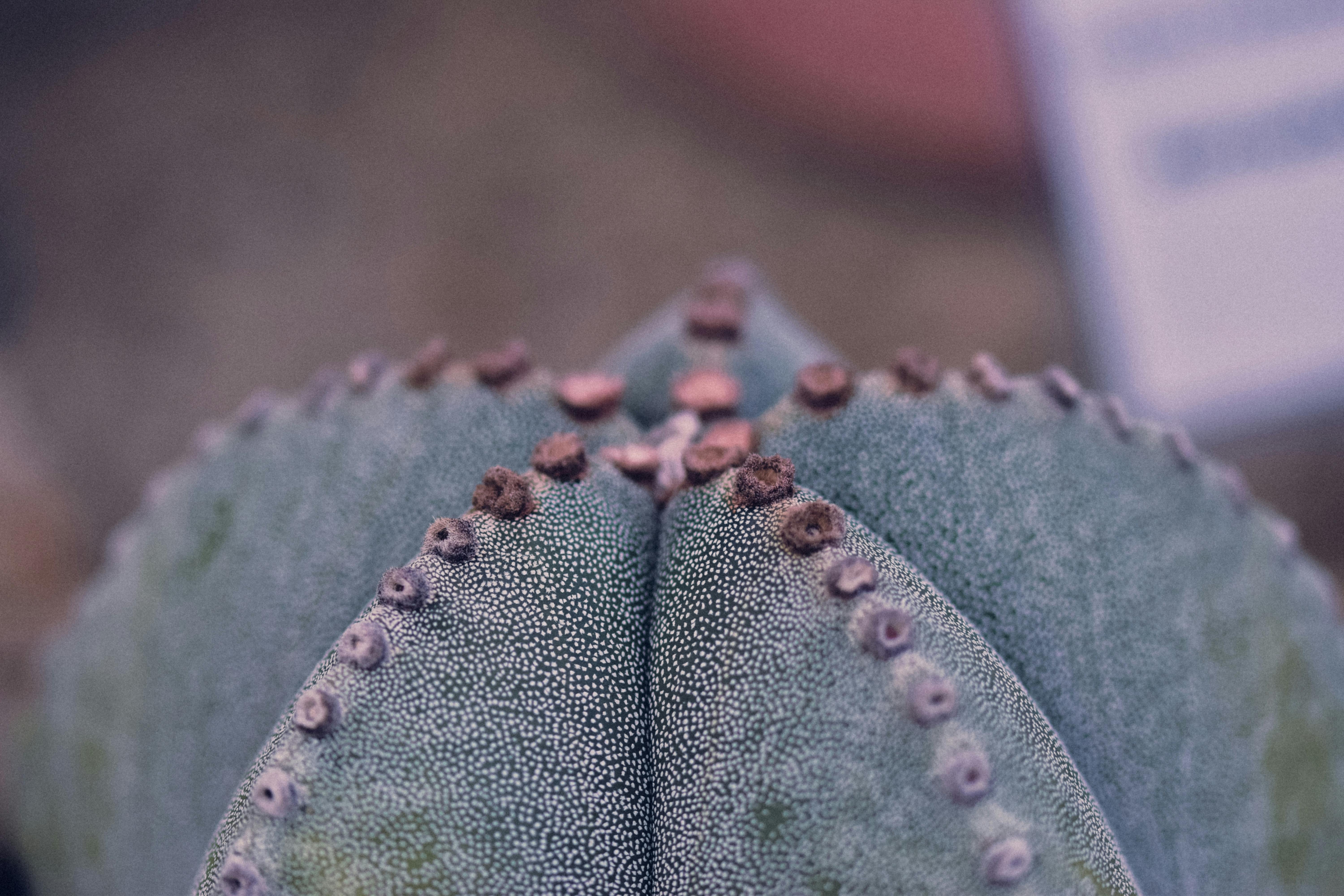 아스트로피튬(Astrophytum)