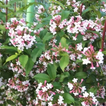 병꽃 무늬병꽃 삼색병꽃 붉은병꽃 아름다운 꽃 종류_3