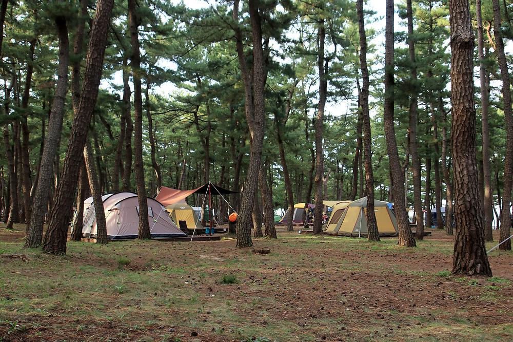 솔향기캠핑장

주소 강원 강릉시 연곡면 해안로 1282-10