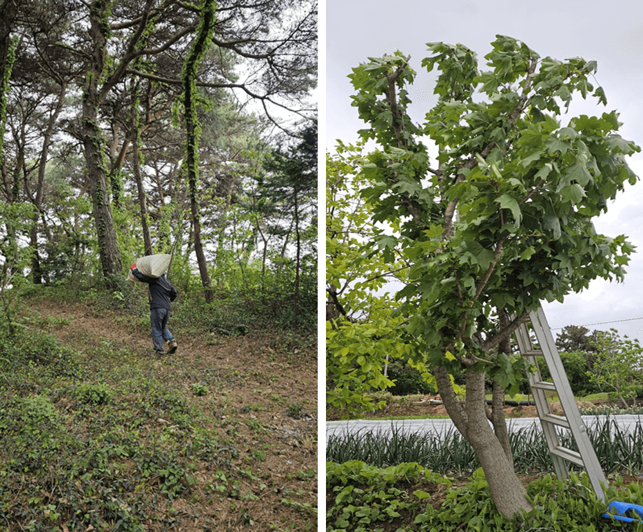엄나무와 엄나무 새순
