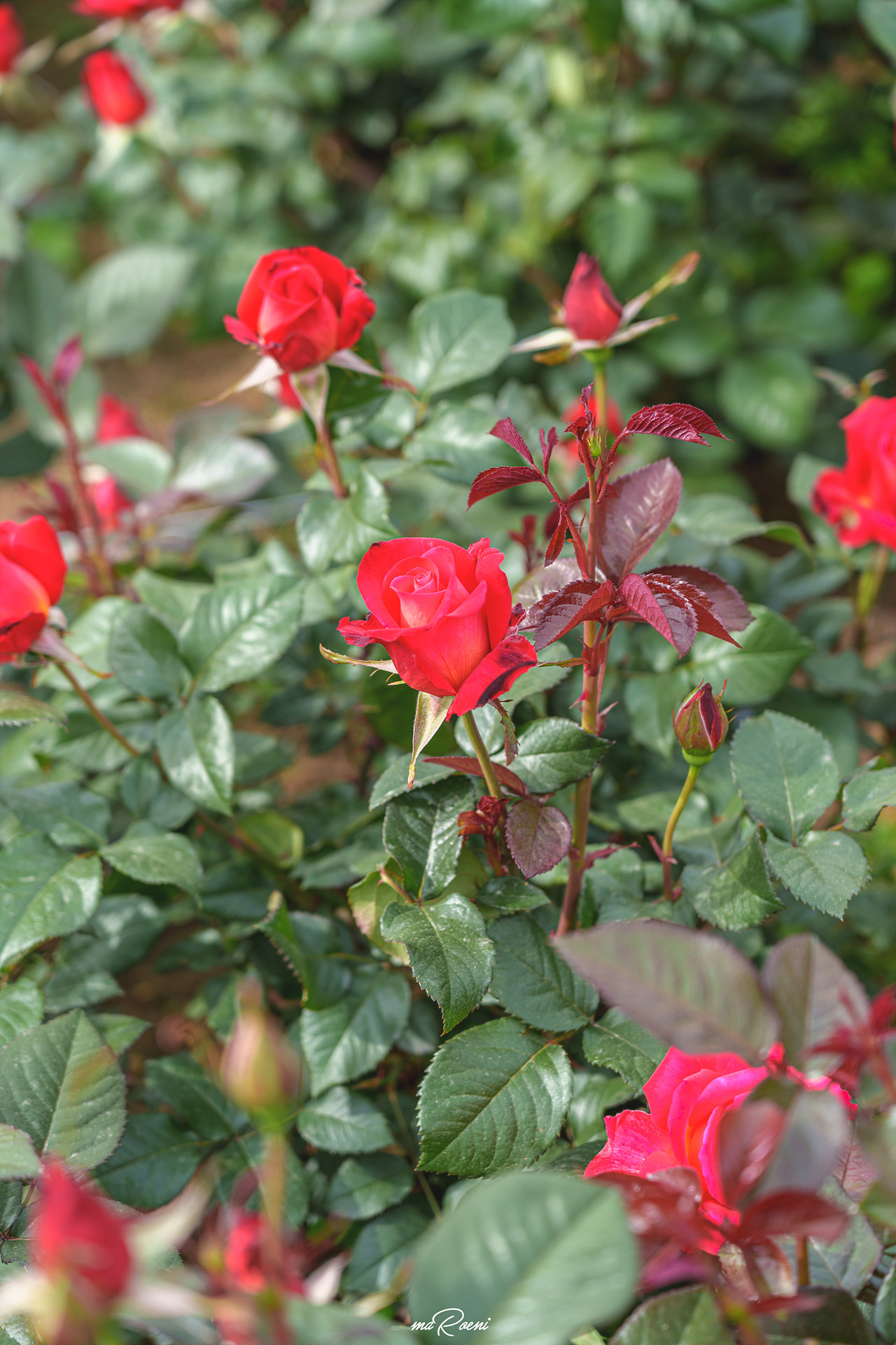 백만송이장미원