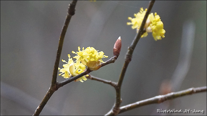 천성산 산하동 야생화 생강나무