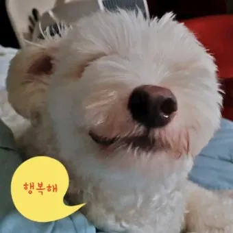 행복한 반려견 맞이하기 나에게 맞는 강아지 선택 가이드_13