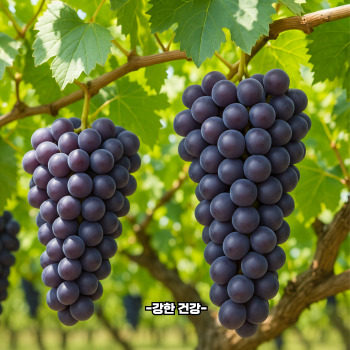 포도 보관방법