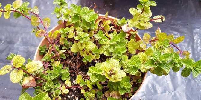 날파리 모기퇴치 식물