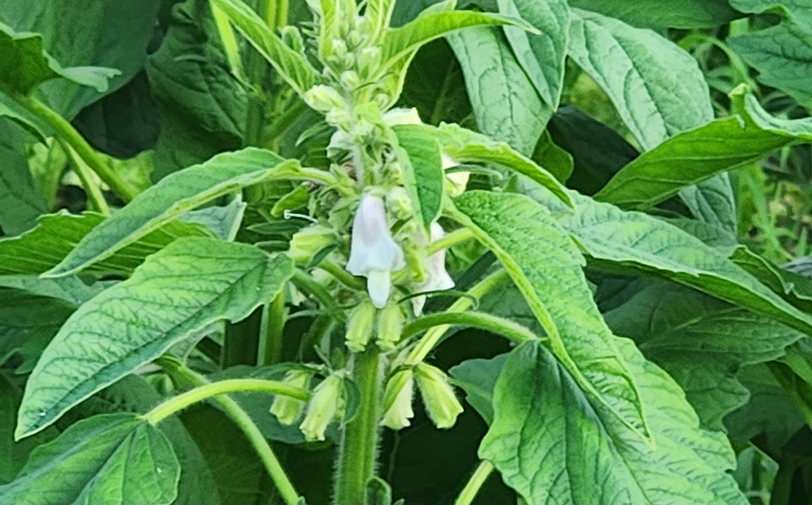 연보라빛 참깨꽃이 피어난 모습, 꽃차로도 즐기는 건강한 자연