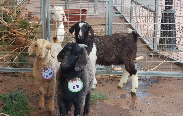 퍼스트가든 별빛축제