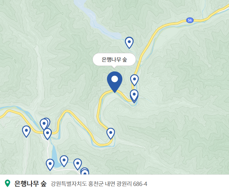 홍천 은행나무숲 위치 지도