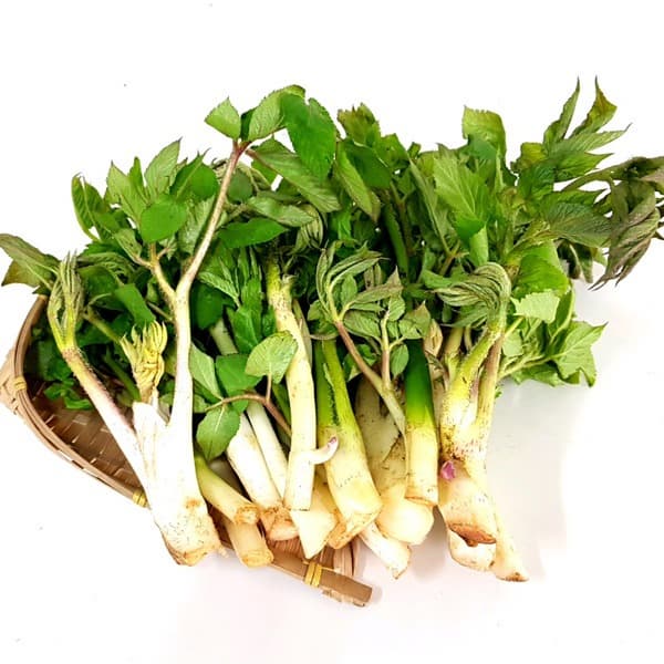 땅두릅과 참두릅 차이점