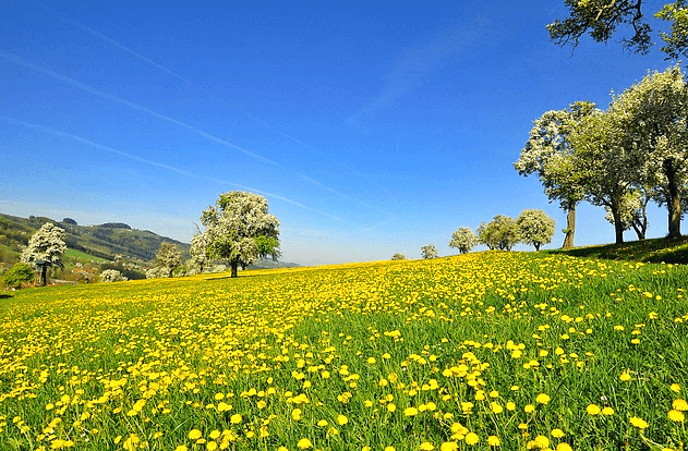 들판에 노란 꽃들이 가득 피어있고, 하얀 꽃이 가득 핀 나무들이 10개 이상 심어져 있다.