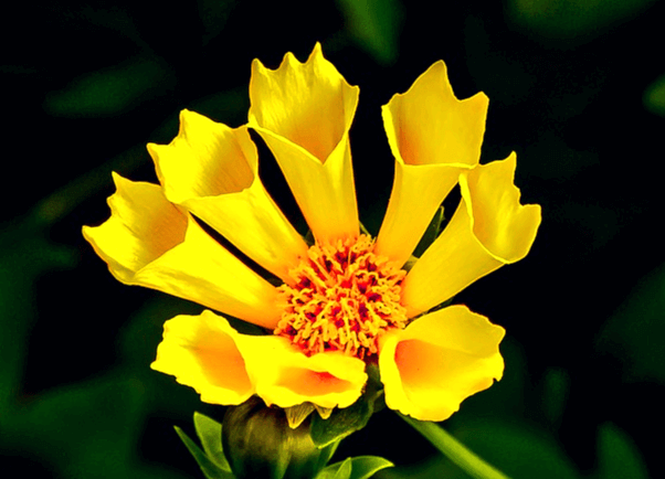 작은 원기둥 모양의 꽃잎들로 이루어진 노란 꽃 한송이가 활짝 피었다. 수술도 노랗다.