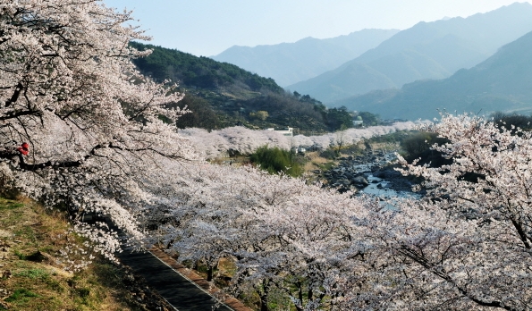 화개 벗꽃 십리길