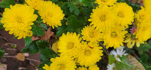 노랑색 국화가 만개한 모습