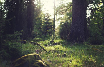 검버섯 레이저 치료 비용 2025년 12