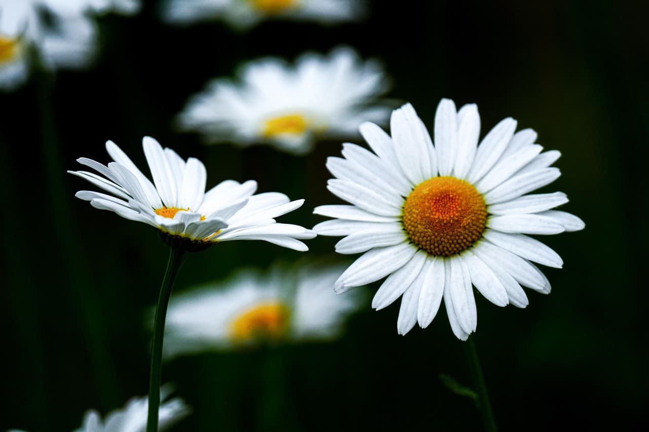 정읍 구절초 축제 향기로 물드는 가을 들판 2025 가을 여행