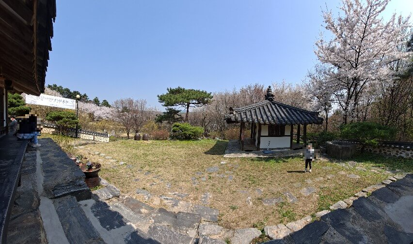 이천설봉공원벚꽃