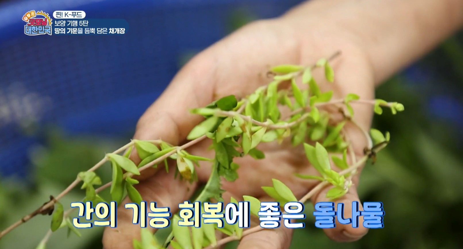 돌나물