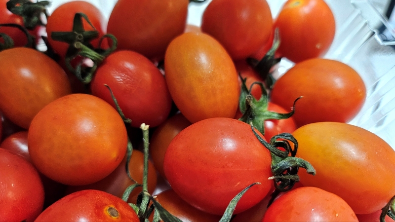 스테비아토마토19