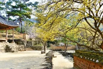 소쇄원 봄 앵두나무꽃 산수유 해당화 개화_22