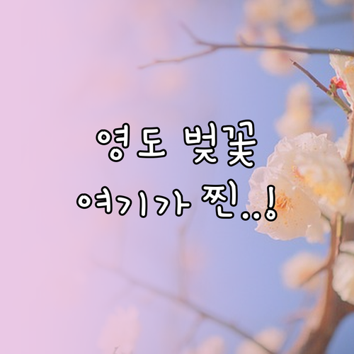 2026 부산 영도구 벚꽃 절정 시기..