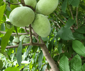 포포 나무 열매 효능