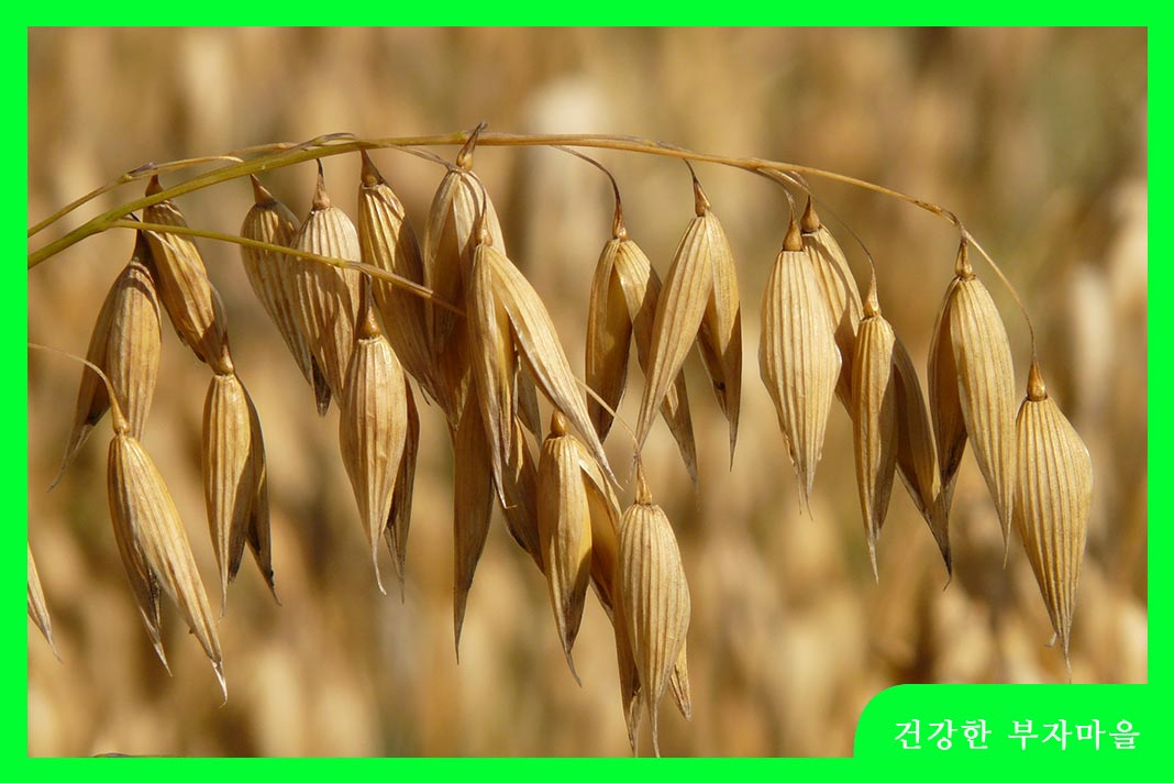 고지혈증에 좋은 음식 - 귀리