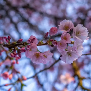 2025 대한민국 벚꽃 개화 시기 총정리! 지역별 명소 &amp; 축제 일정