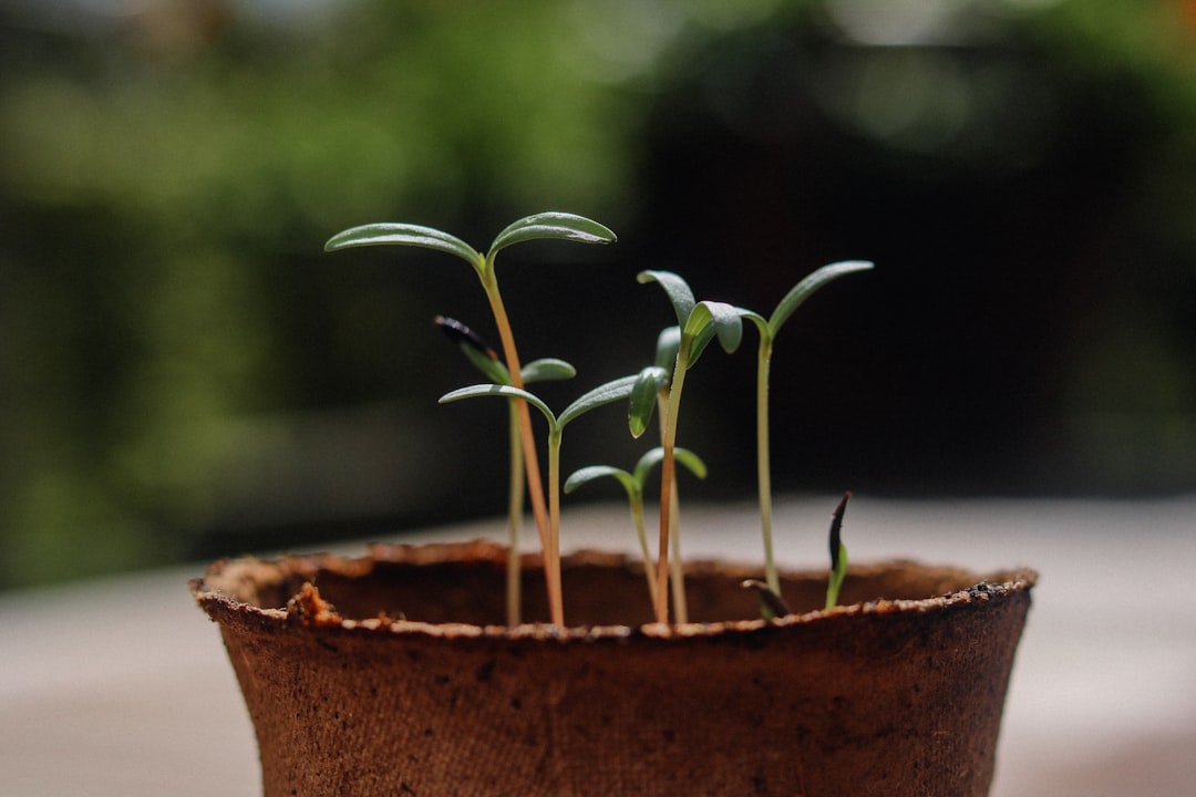 Growth.