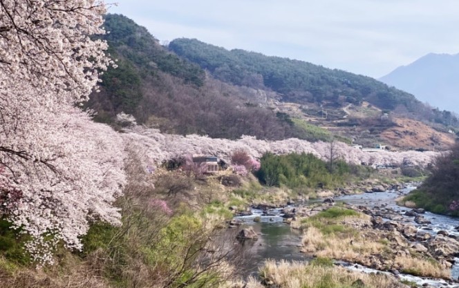 하동 십리벚꽃길 + 5월 유채길