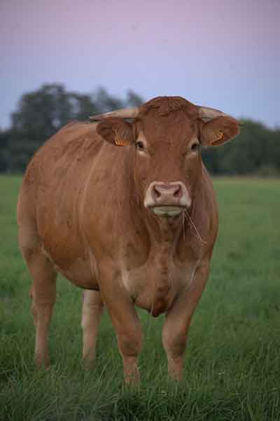 근면 성실한 소 이미지