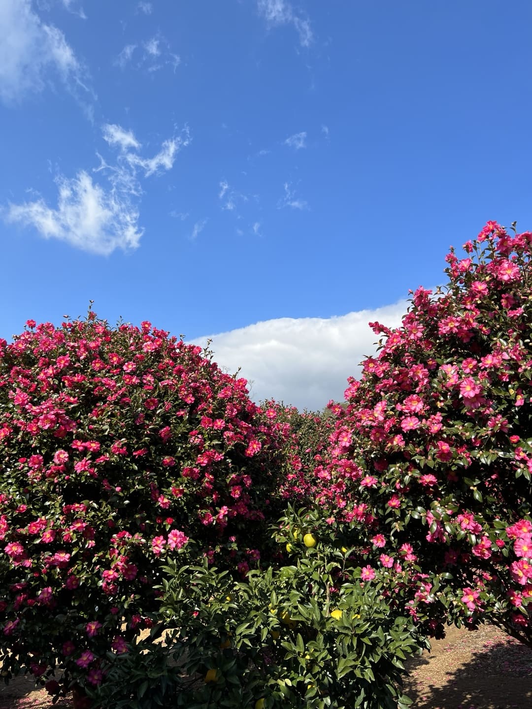제주도 동백포레스트