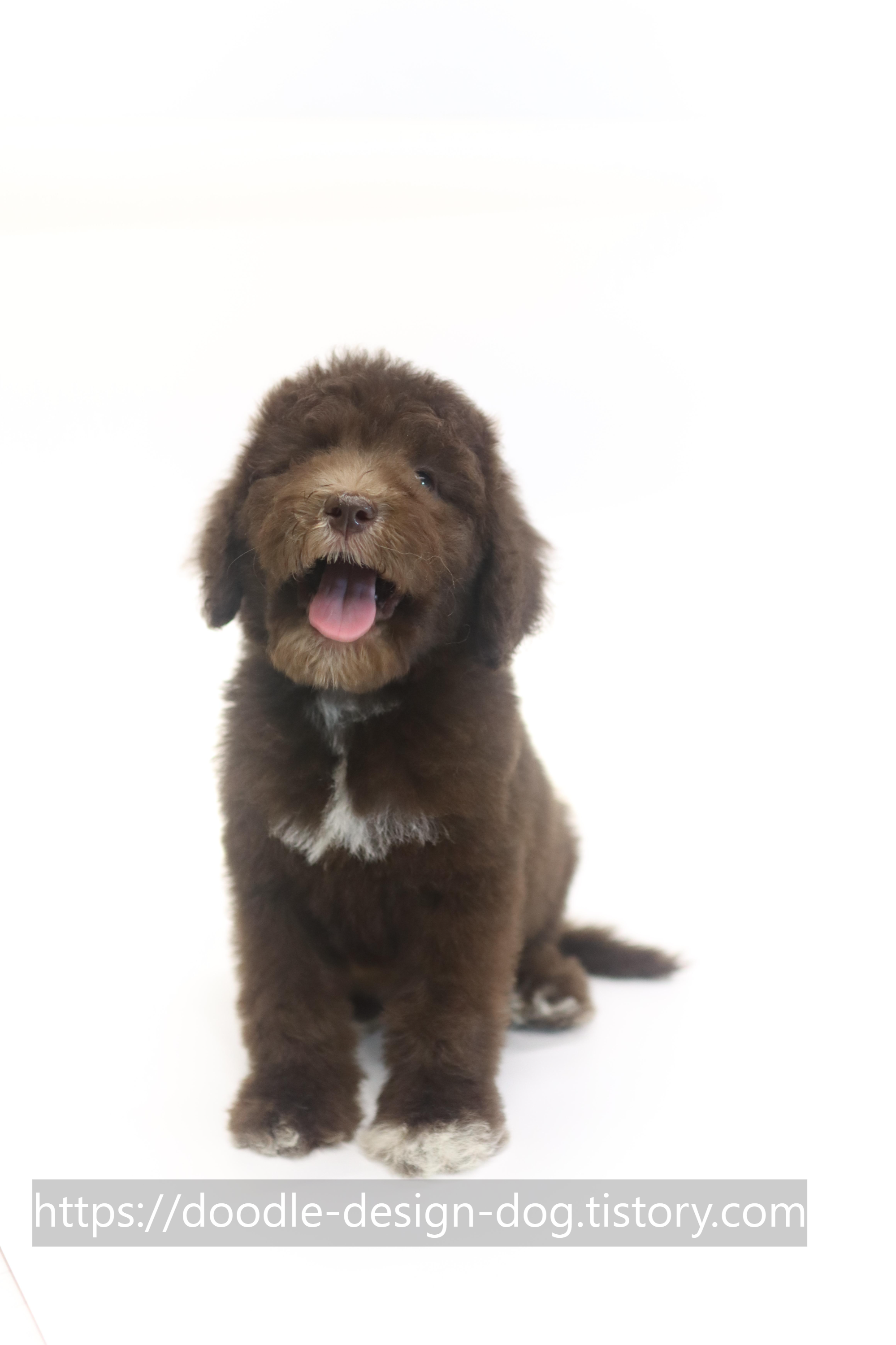 잠실오시두들분양 믿음으로 이어지는 두들전문분양