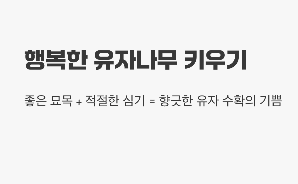 행복한 유자나무 키우기