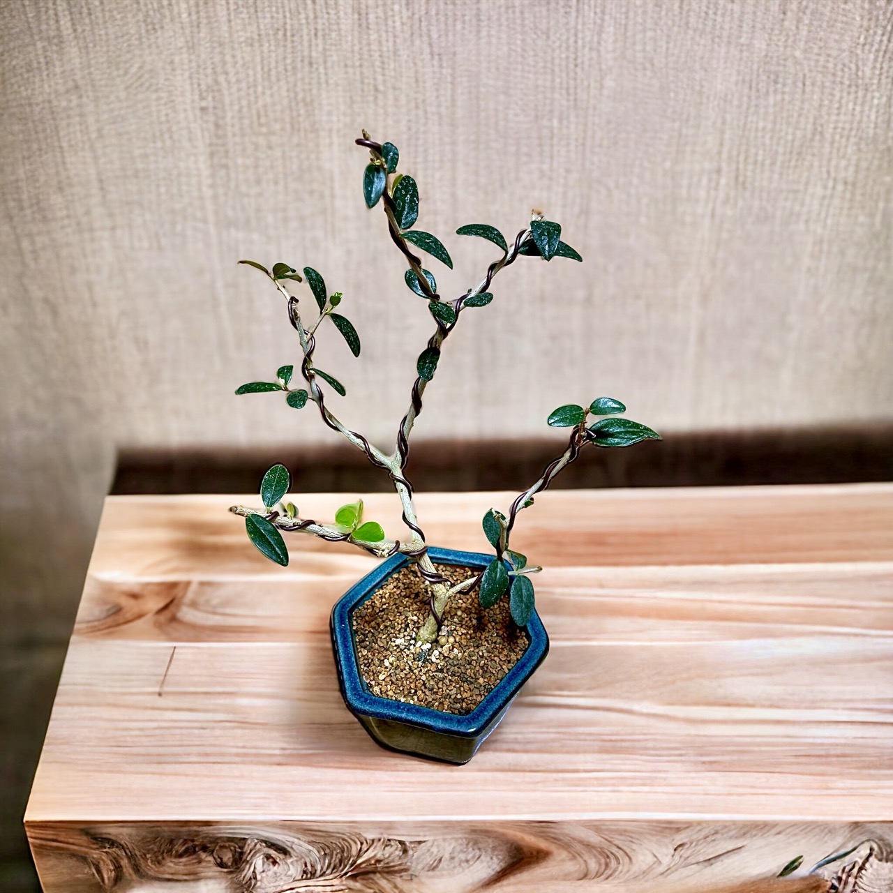 토스카 올리브나무