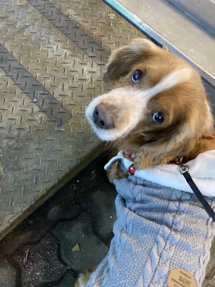 귀여운춘향이